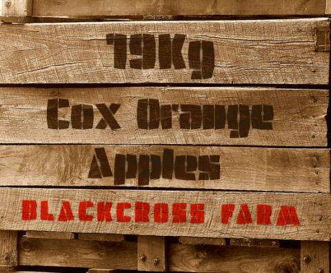 crazy fredericka font